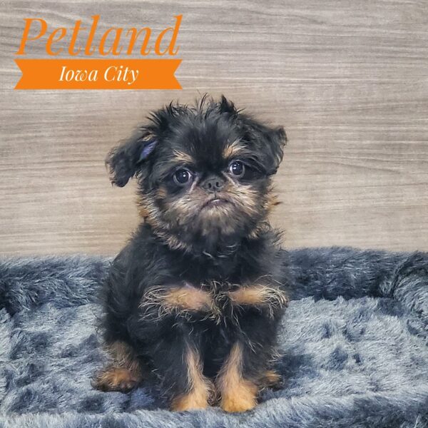 [#233014-02] Wheaten F Brussels Griffon Puppies For Sale