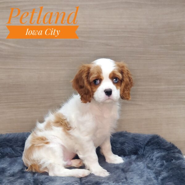 [#233128-03] Blenheim M Cavalier King Charles Spaniel Puppies For Sale