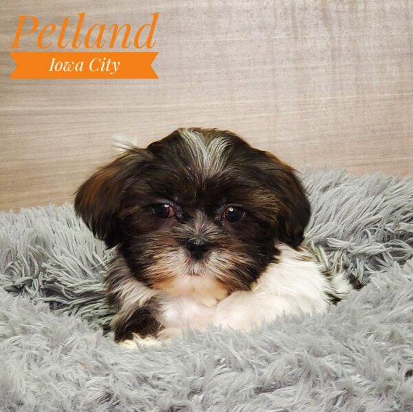 [#232731-04] White / Black F Shih Tzu Puppies For Sale