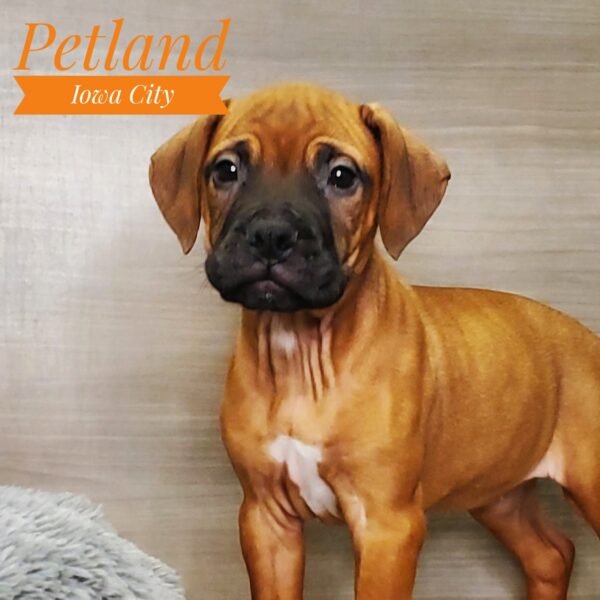 [#233049-06] Red F Bullmastiff Puppies For Sale