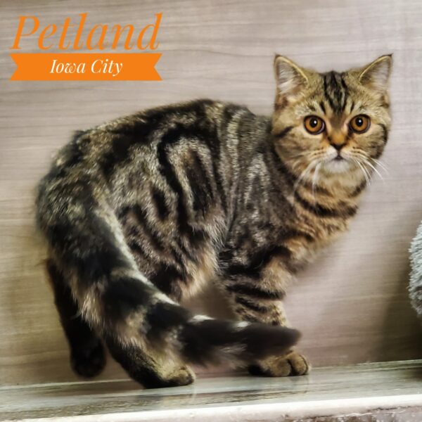 [#231848-03] Tiger Stripe F Exotic Short Hair Kittens For Sale
