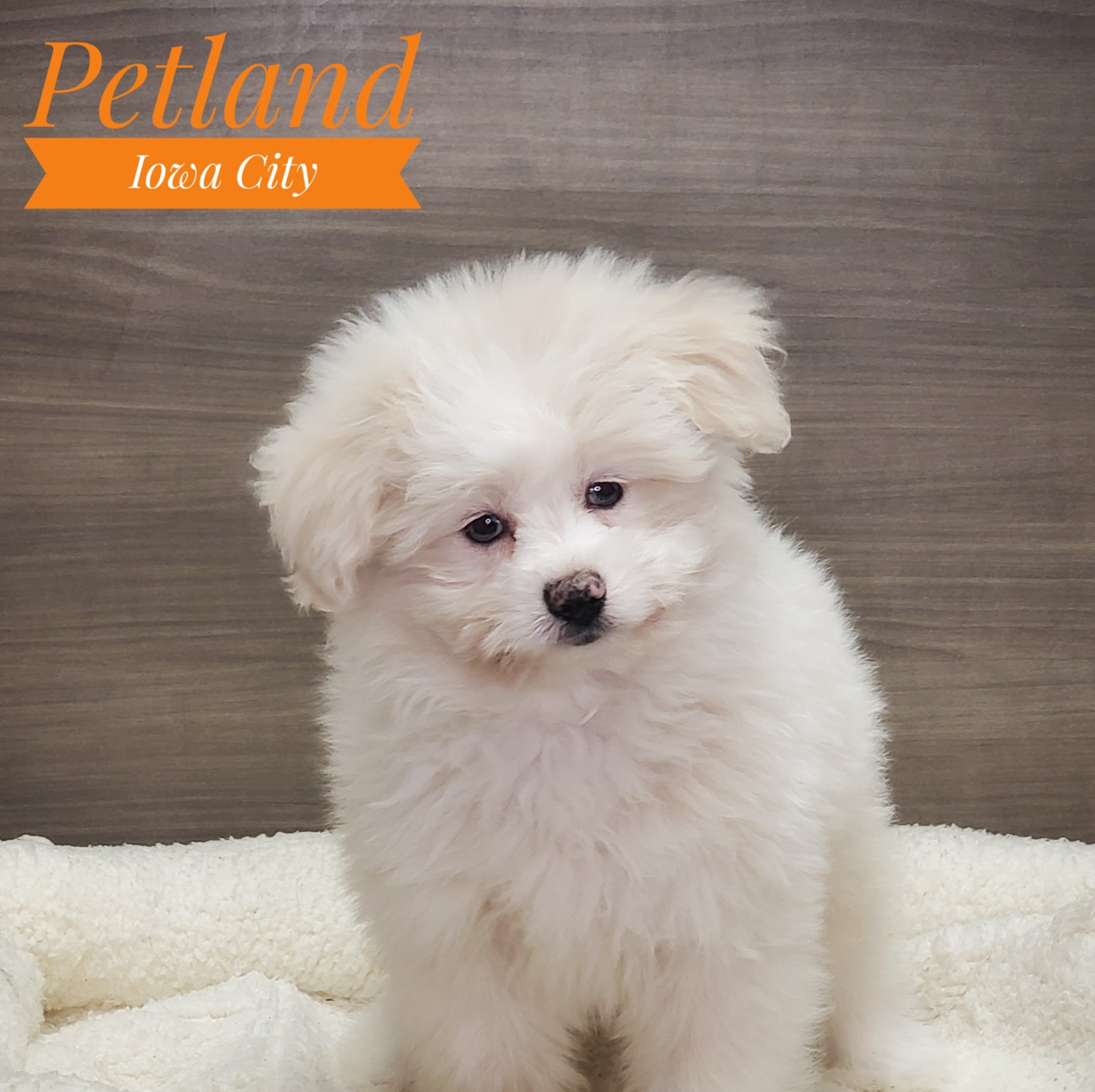 PomAPoo (M) 19348 Image #1