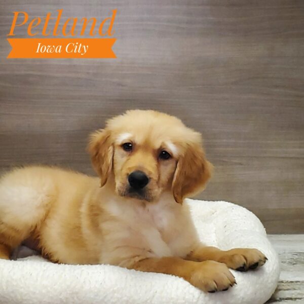 [#2313-03] M Golden Retriever Puppies For Sale