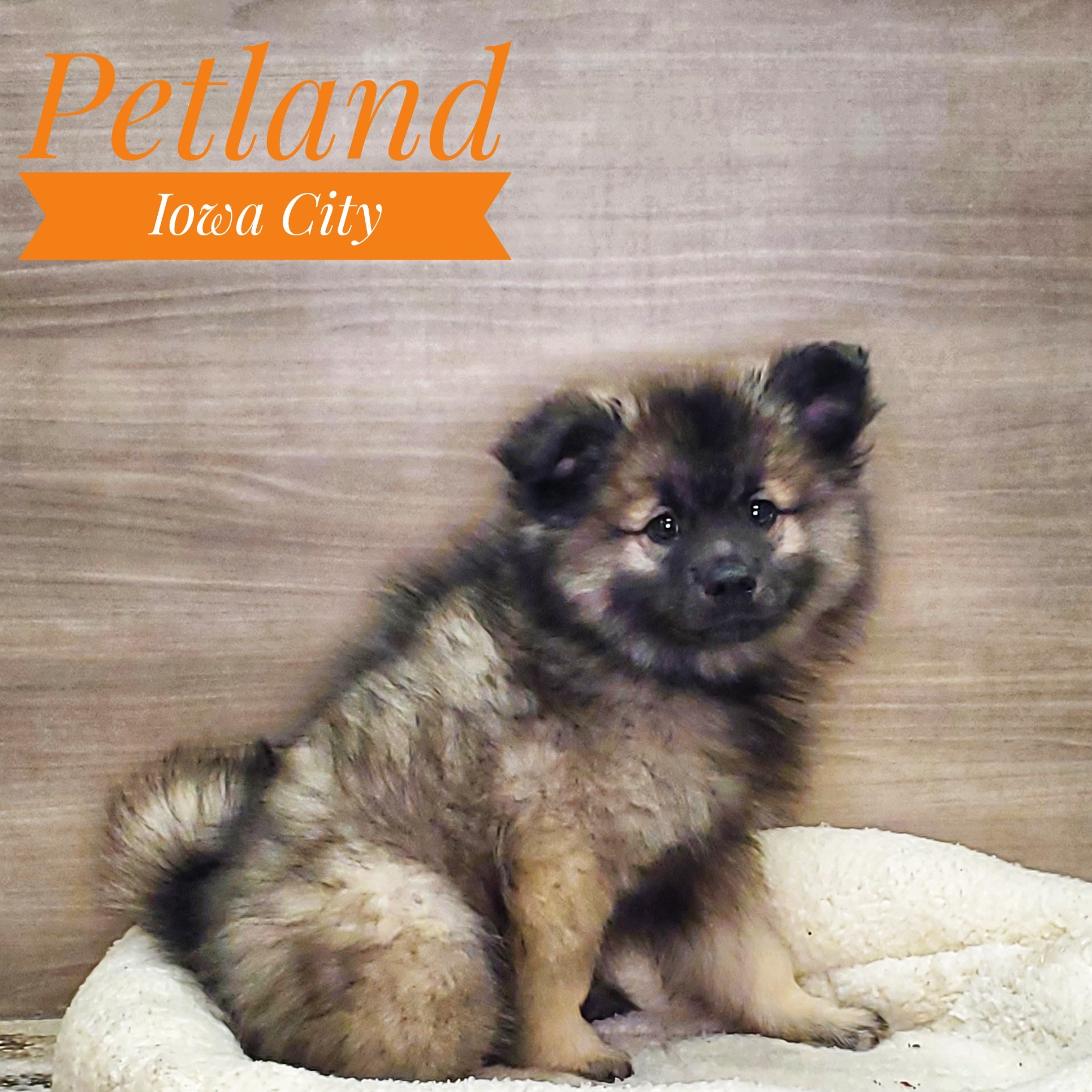 Keeshond (M) 19339 Image #1