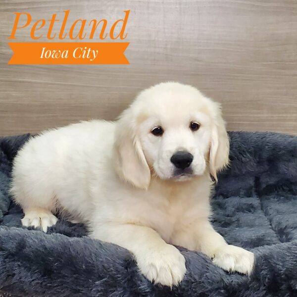 [#2342-05] Light Golden M Golden Retriever Puppies For Sale