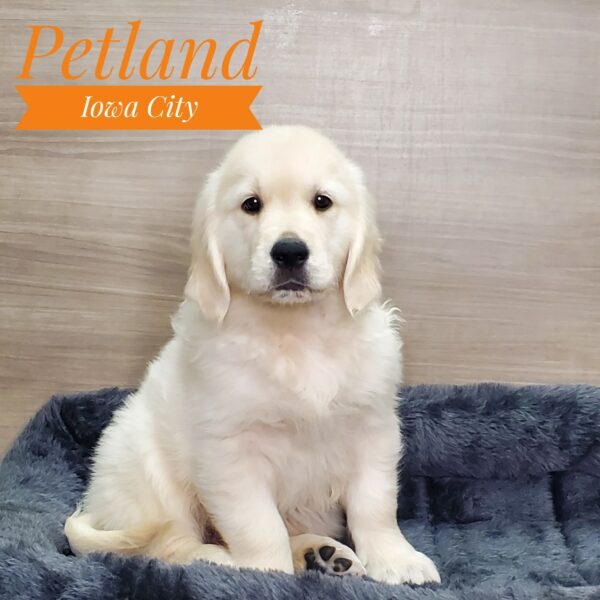 [#2342-01] Light Golden M Golden Retriever Puppies For Sale