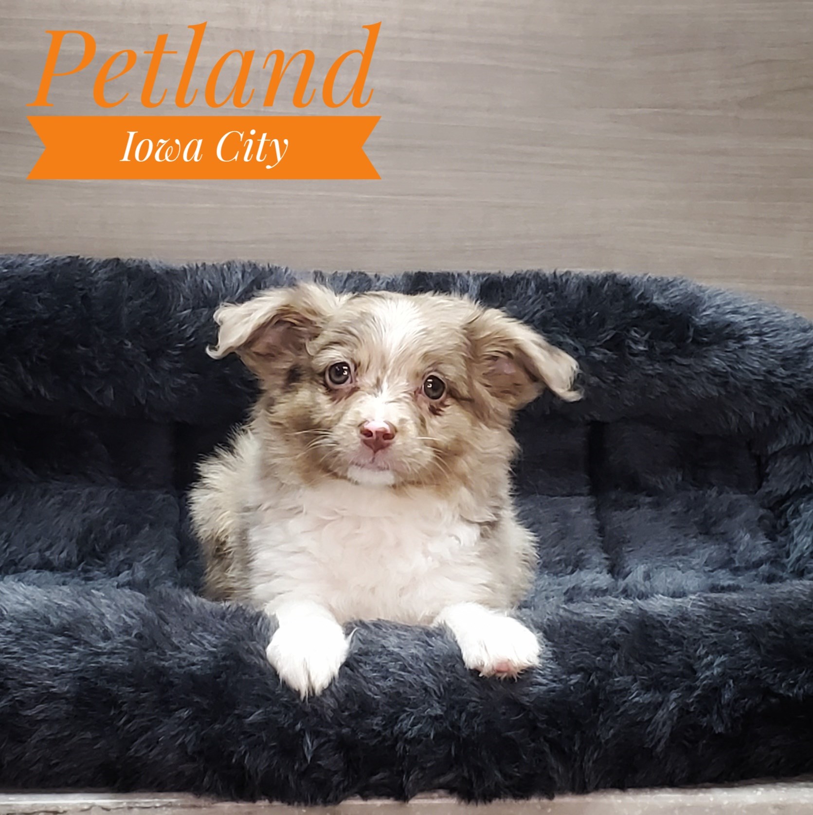 Miniature Australian Shepherd (M) 19360 Image #1