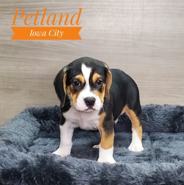 [#233224-01] Black Tan / White M Beabull Puppies For Sale