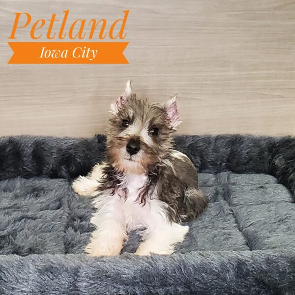 [#2395-02] Salt / Pepper M Miniature Schnauzer Puppies For Sale