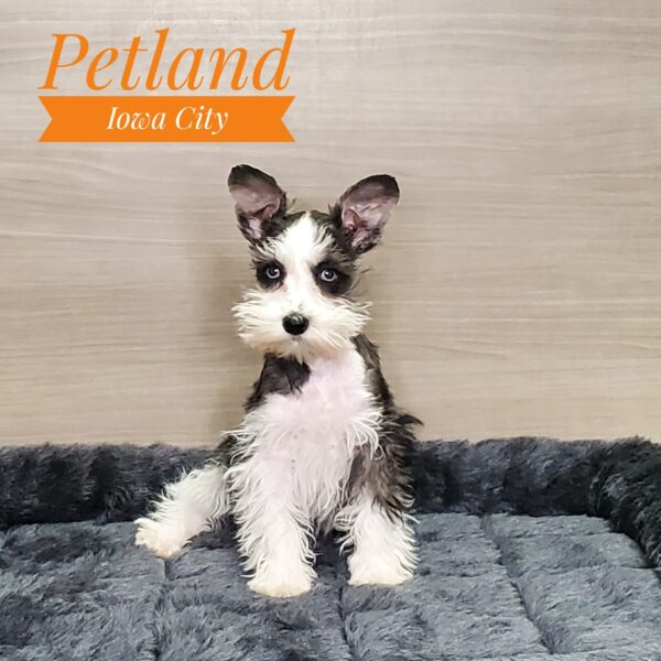 [#232900-02] Black / White F Miniature Schnauzer Puppies For Sale