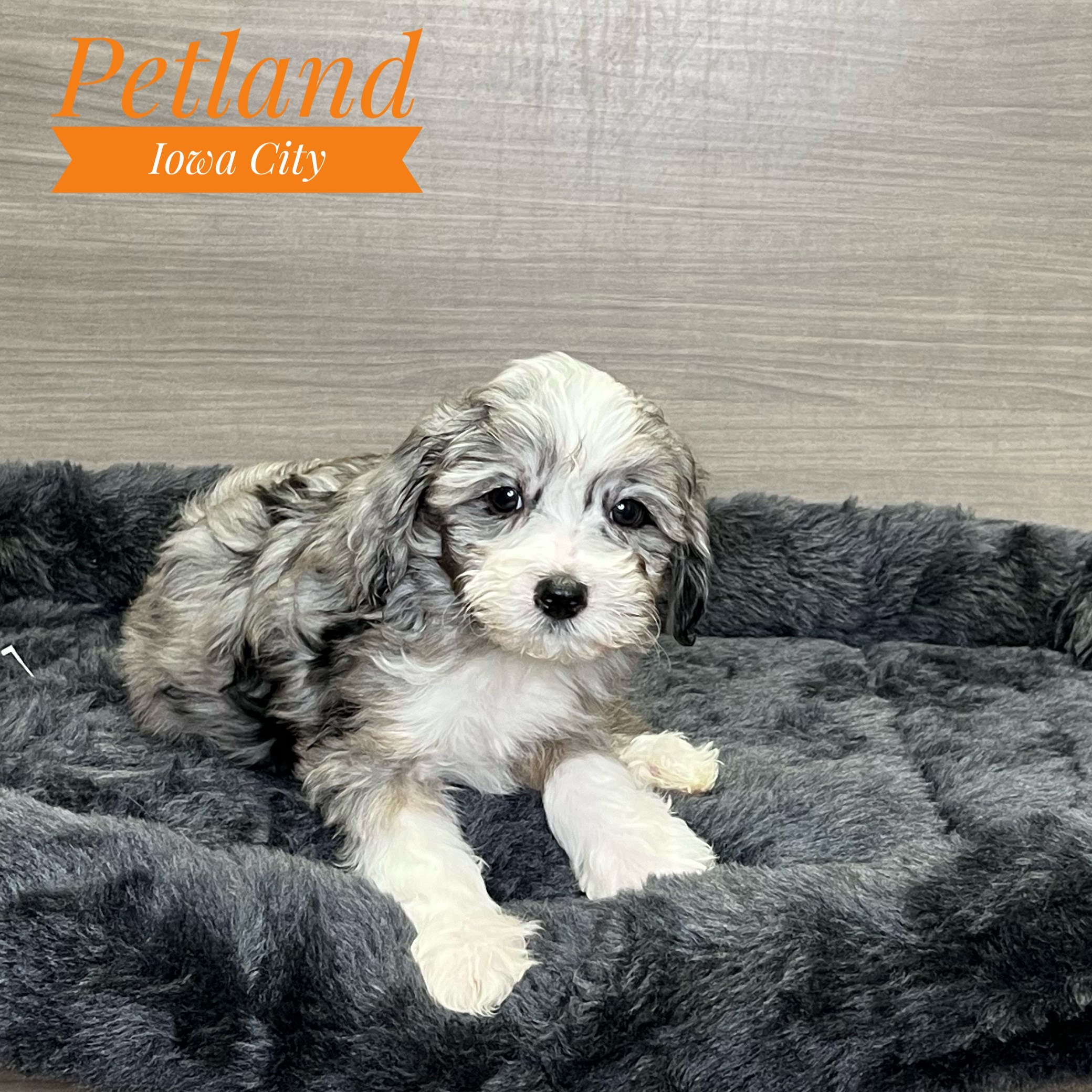 Aussiedoodle Mini (M) 19363 Image #1