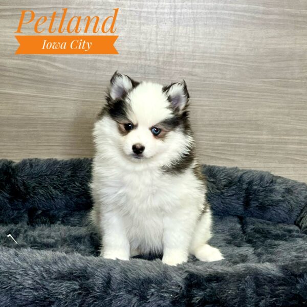 [#233023-07] Black / White F Pomsky Puppies For Sale