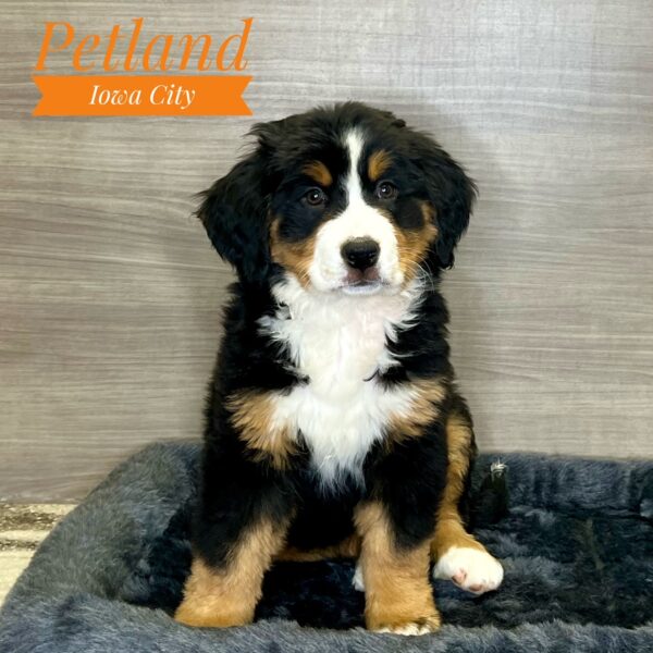 [#233137-05] Black Rust / White F Bernese Mountain Dog Puppies For Sale