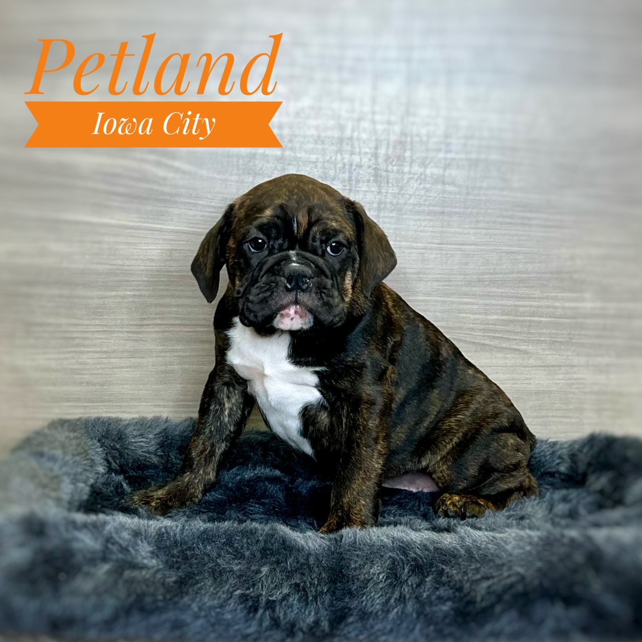 Available Pets Page 2 of 8 Petland Iowa City, Iowa