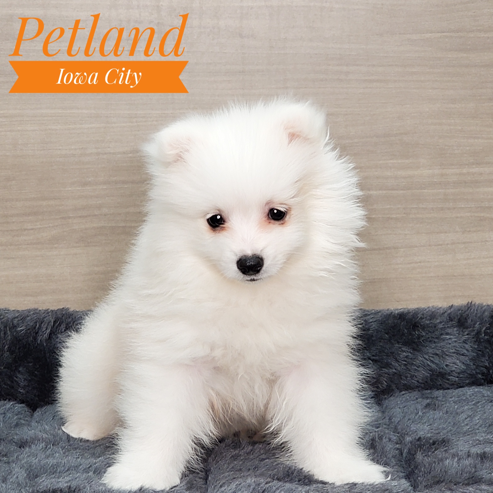 American Eskimo Dog For Sale Petland Iowa City, Iowa