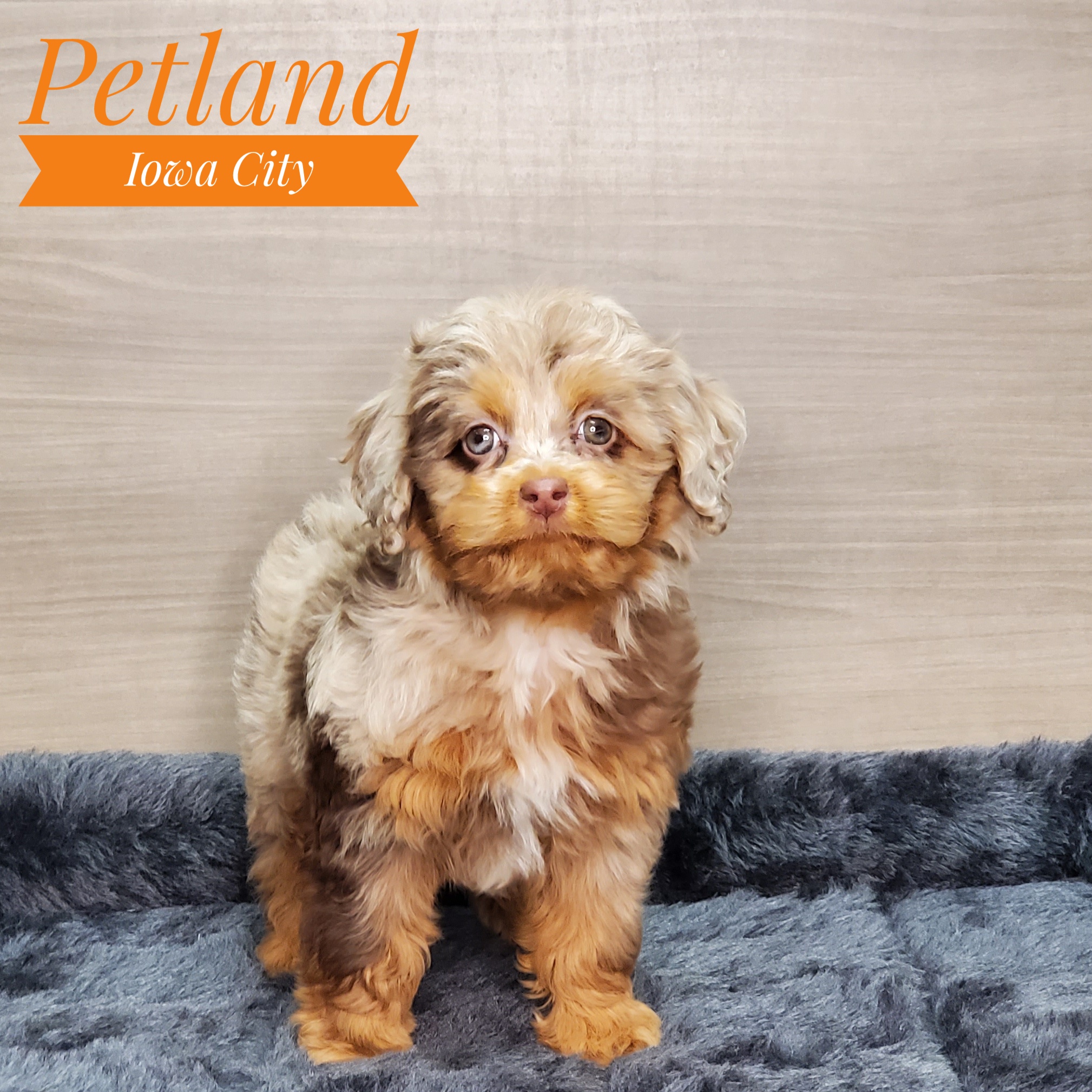 Dogs & Puppies For Sale Petland Iowa City, Iowa