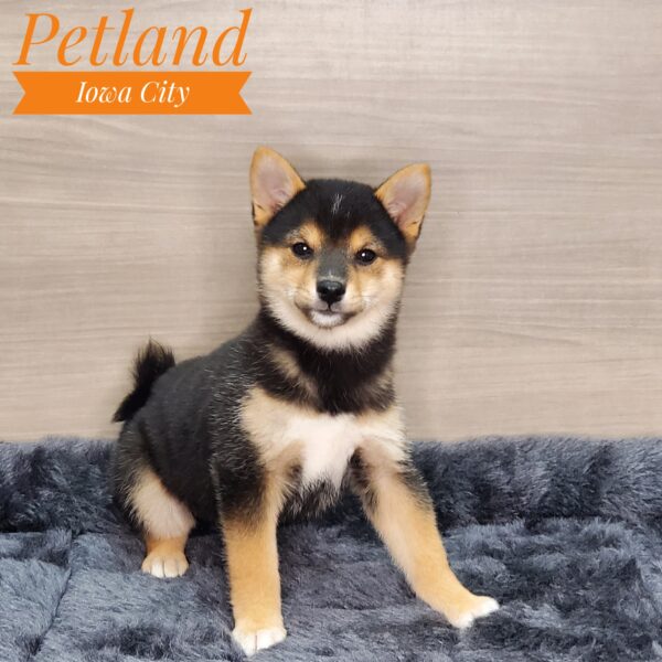 Shiba Inu Puppies For Sale Petland Iowa City, Iowa
