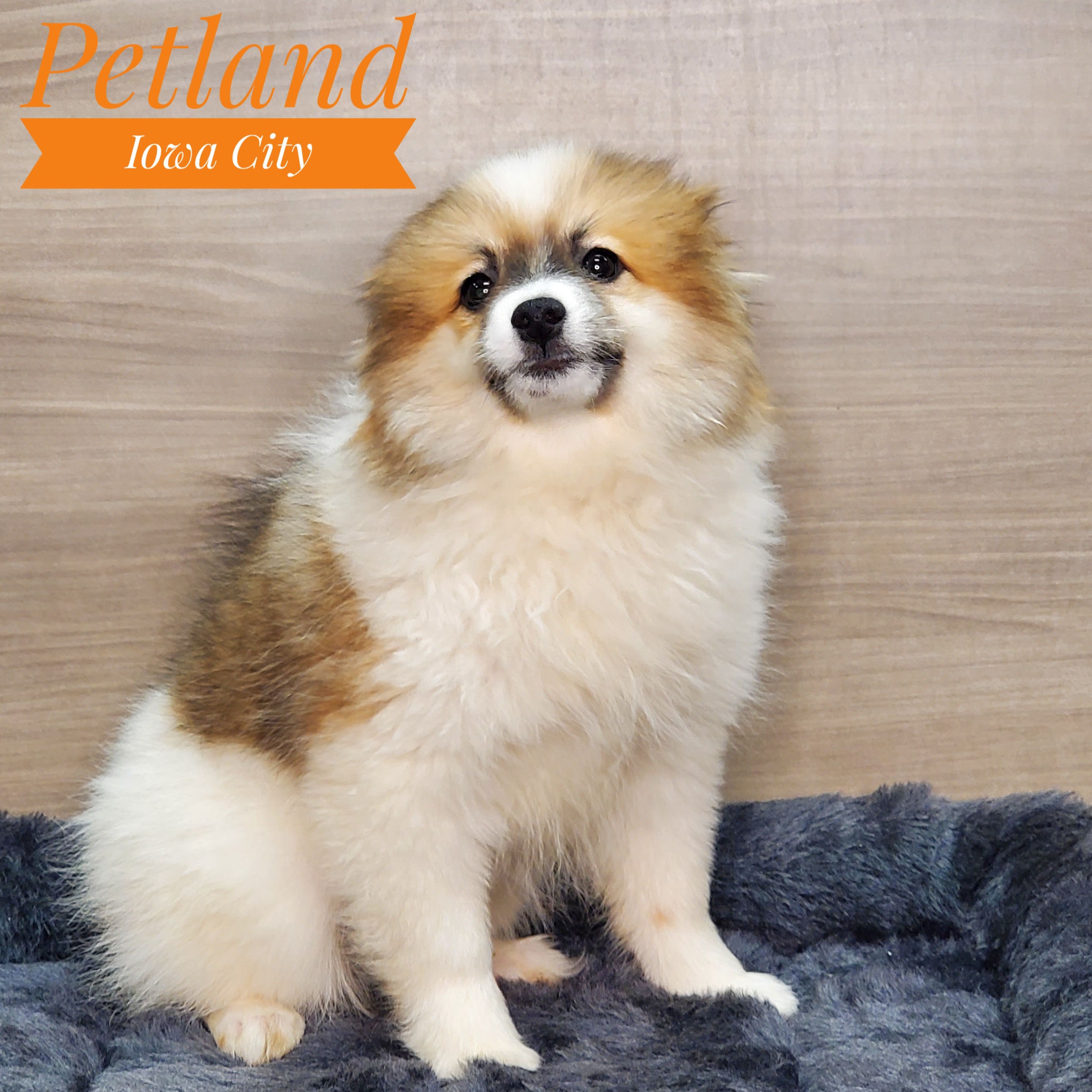 Puppy Brown / White ID248188 Located at Petland Iowa City, Iowa