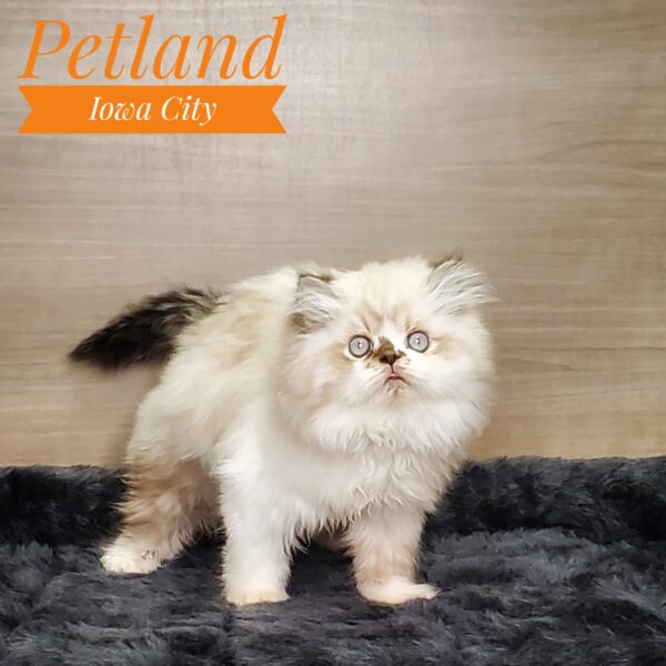Kittens For Sale Petland Iowa City, Iowa