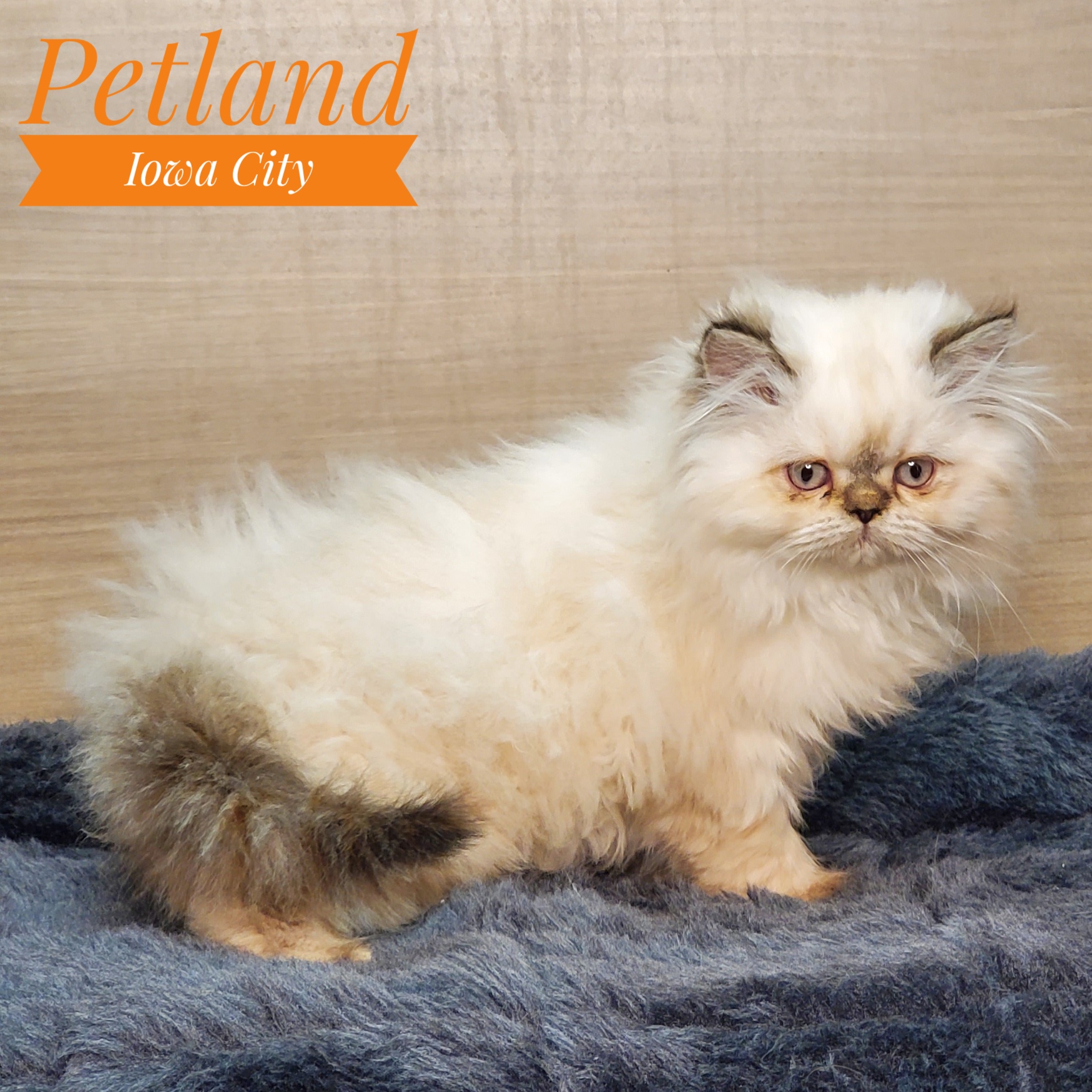 Kittens For Sale Petland Iowa City, Iowa