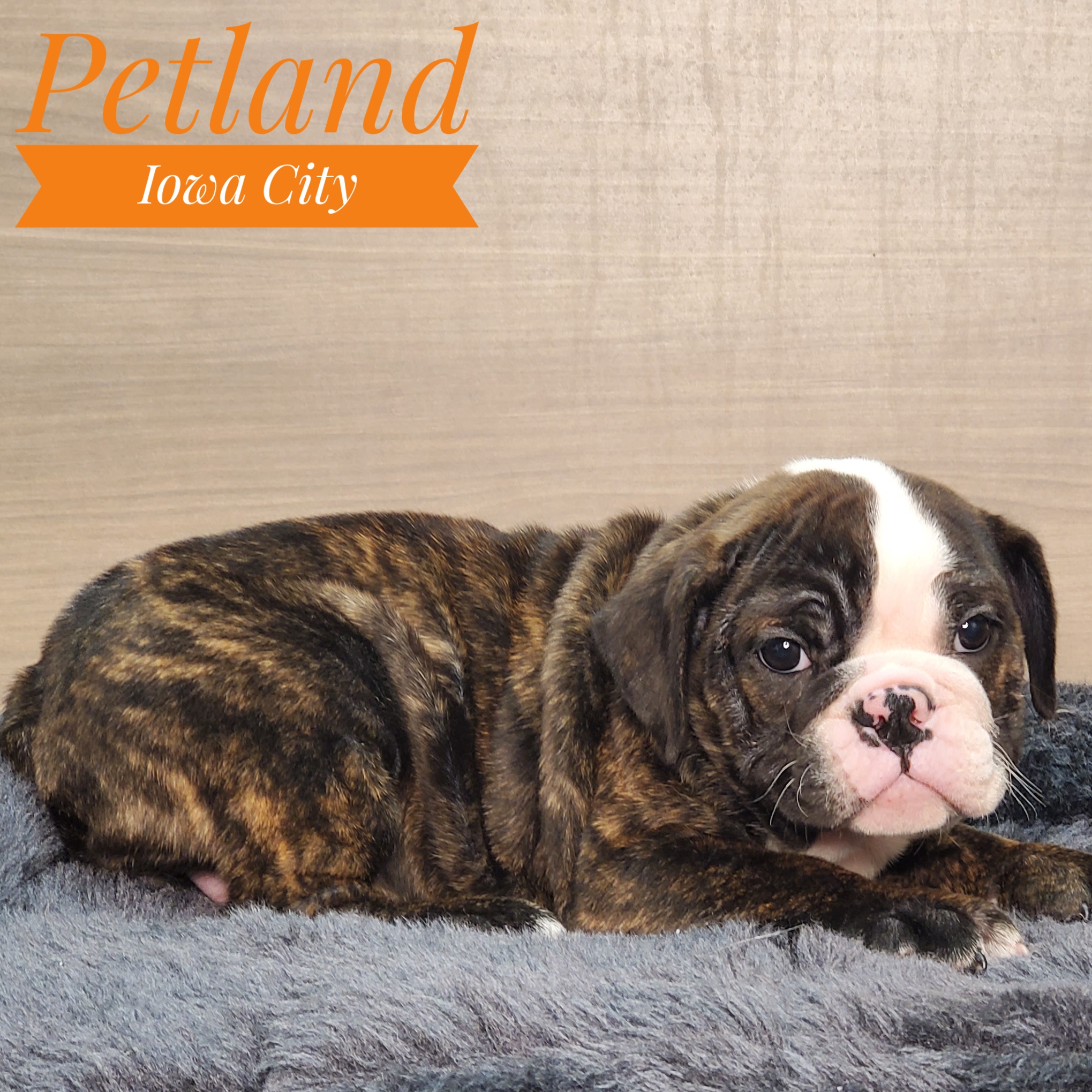 Available Pets Page 2 of 8 Petland Iowa City, Iowa