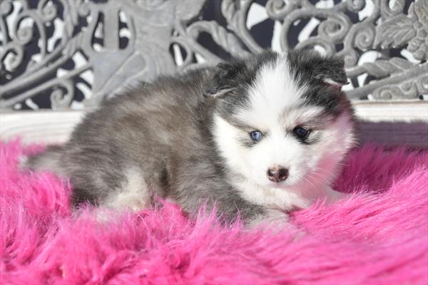 [#233157-04] Gray / White F Pomsky Puppies For Sale