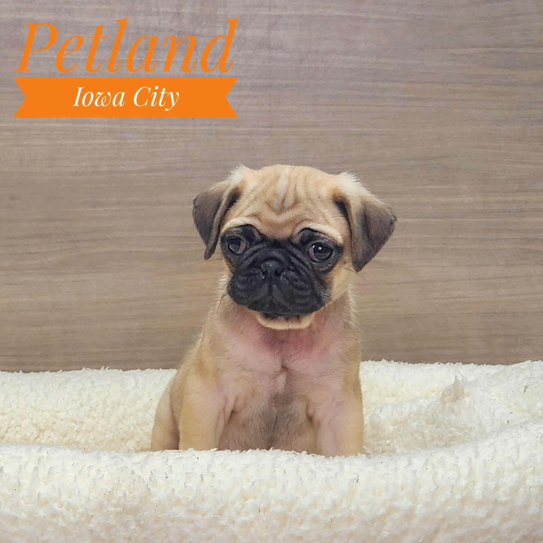 Pug Puppies For Sale - Petland Iowa City, Iowa
