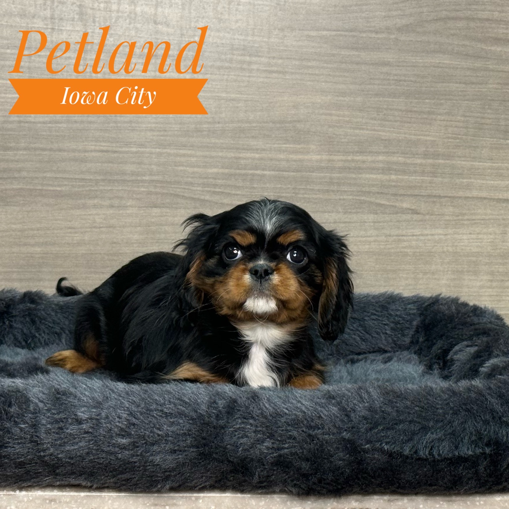 Petland Iowa City, Iowa Buy Puppies, Pet Supplies & Food