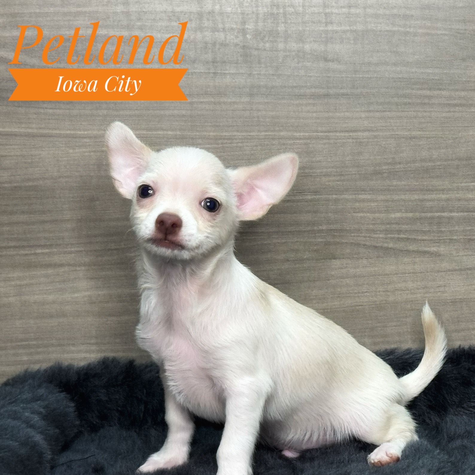 Petland Iowa City, Iowa Buy Puppies, Pet Supplies & Food