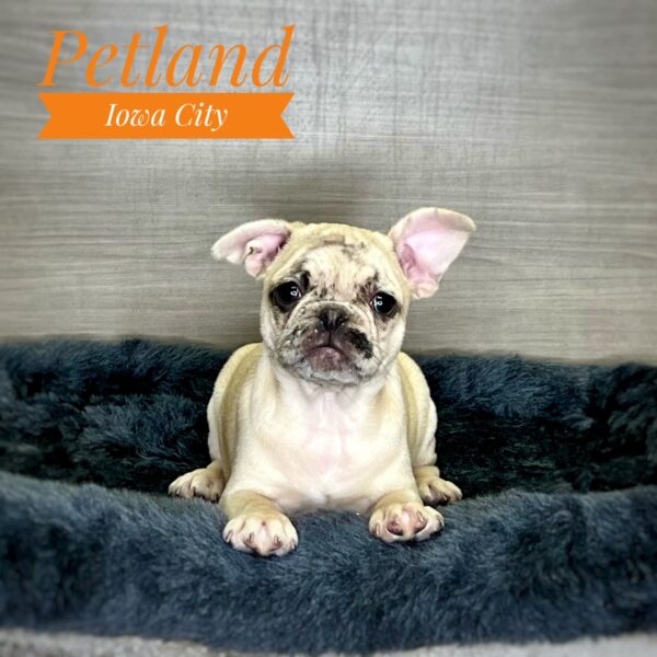 [#233010-06] Fawn Merle F French Bulldog/Pug Puppies For Sale
