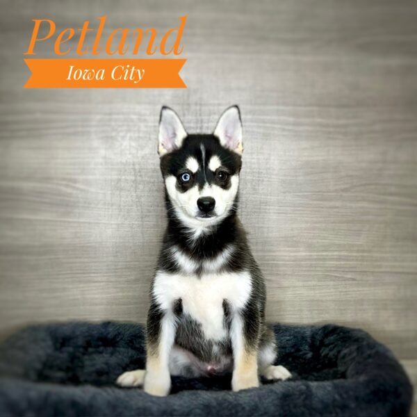 [#232970-01] Black / White M Alaskan Klee Kai Puppies For Sale