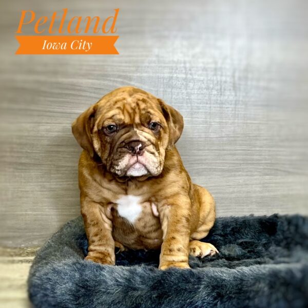 [#233518-02] Chocolate Merle M Victorian Bulldog Puppies For Sale