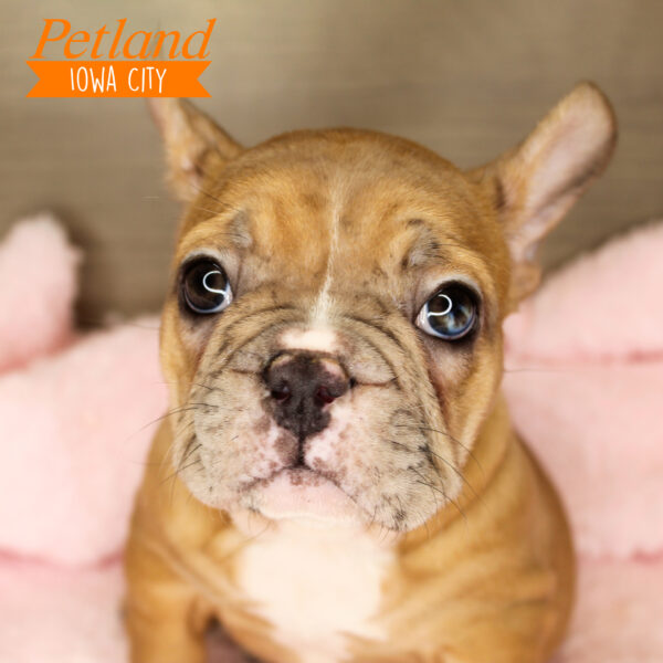French Bulldog Puppies For Sale Petland Iowa City, Iowa