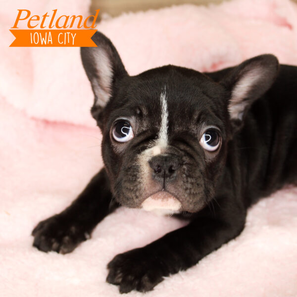 French Bulldog Puppies For Sale Petland Iowa City, Iowa