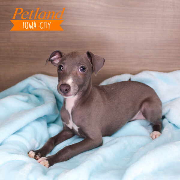 [#24189-03] Blue M Italian Greyhound Puppies For Sale