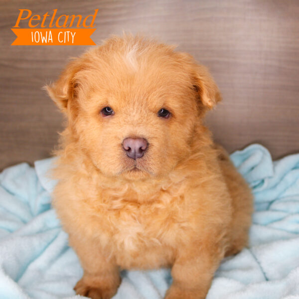 [#24114-06] Red M Chow Chow Puppies For Sale