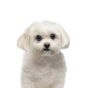 Petland Iowa City, Iowa Maltese
