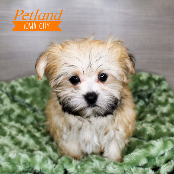 Morkie Puppies For Sale Petland Iowa City, Iowa