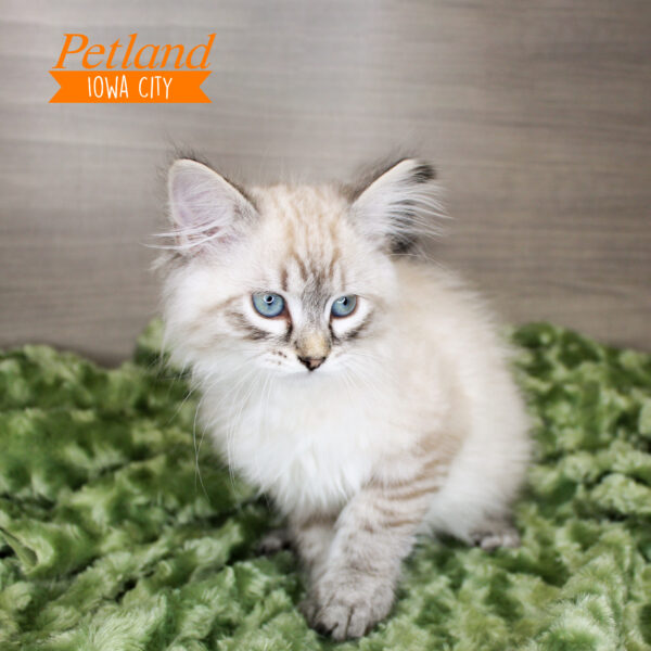 [#24126-01] White M Siberian Cat Kittens For Sale