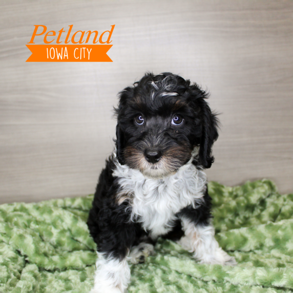 [#24218-06] Black / White F Bernedoodle Mini 2nd Gen Puppies For Sale