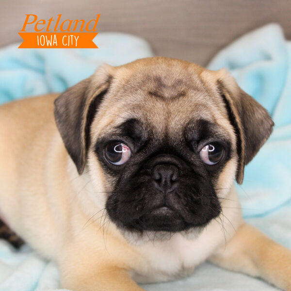 Available Pets Page 3 of 5 Petland Iowa City, Iowa