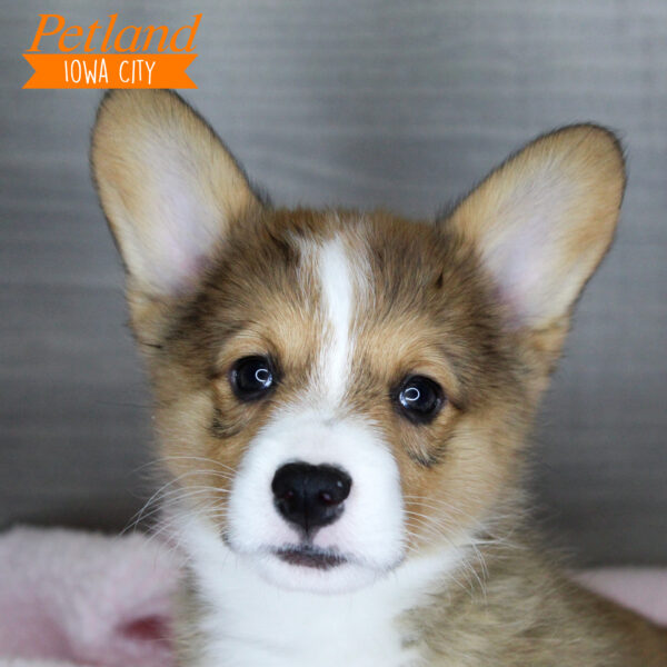 Pembroke Welsh Puppies For Sale Petland Iowa City, Iowa