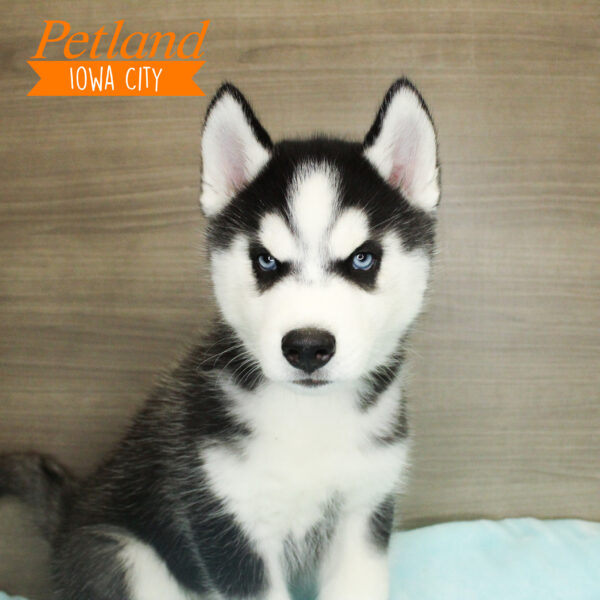 Siberian Husky Puppies For Sale - Petland Iowa City, Iowa