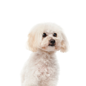 Petland Iowa City, Iowa Maltipoo