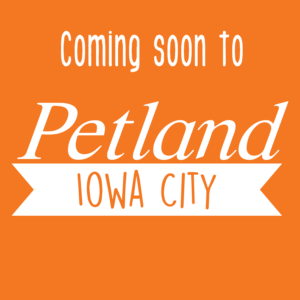 Petland Iowa City, Iowa French Bulldog puppy available