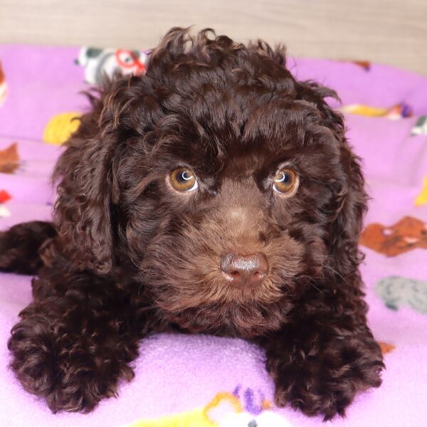 [#25116-01] - Chocolate M Schnoodle Puppies For Sale