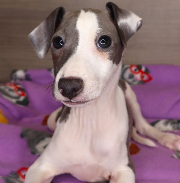 [#25301-01] - Blue M Italian Greyhound Puppies For Sale