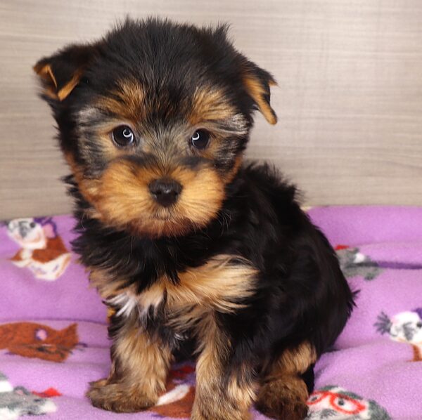 [#2533-02] - Black / Tan M Yorkshire Terrier Puppies For Sale