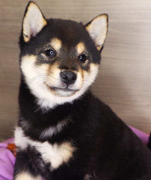 [#2596-01] - Black F Shiba Inu Puppies For Sale