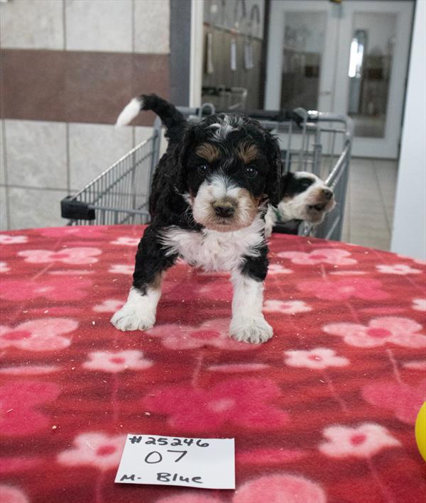 [#25246-07] - Black M Bernedoodle Mini 2nd Gen Puppies For Sale